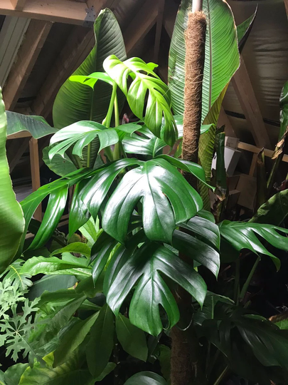 Palm Leaf Monstera Creeping Philodendron Rhaphidophora Tropical House Plant 10 Fresh Rare Exotic Seeds
