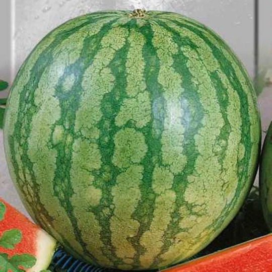 Watermelon Shyroninskyi Seeds Heirloom Non Gmo For Planting | 202613