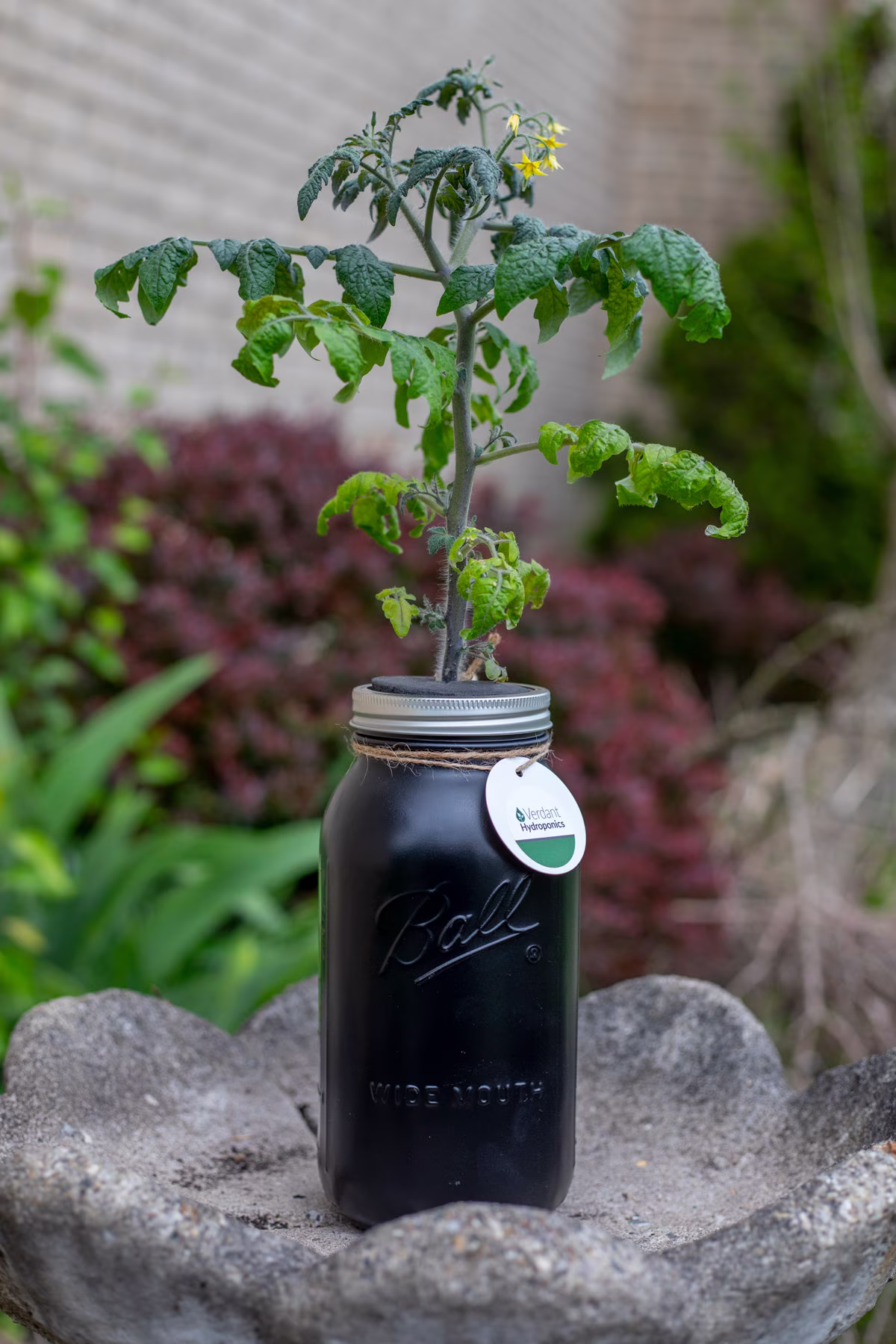 Hydroponic Cherry Tomato Growing Kit