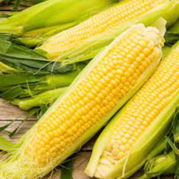 Bodacious Sweet Hybrid Corn Seed-50+ Seeds