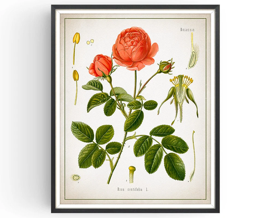 Moss Rose - Botanical Print Vintage Aromatherapy Art Medicinal Plant Botany Decor Kitchen Unframed