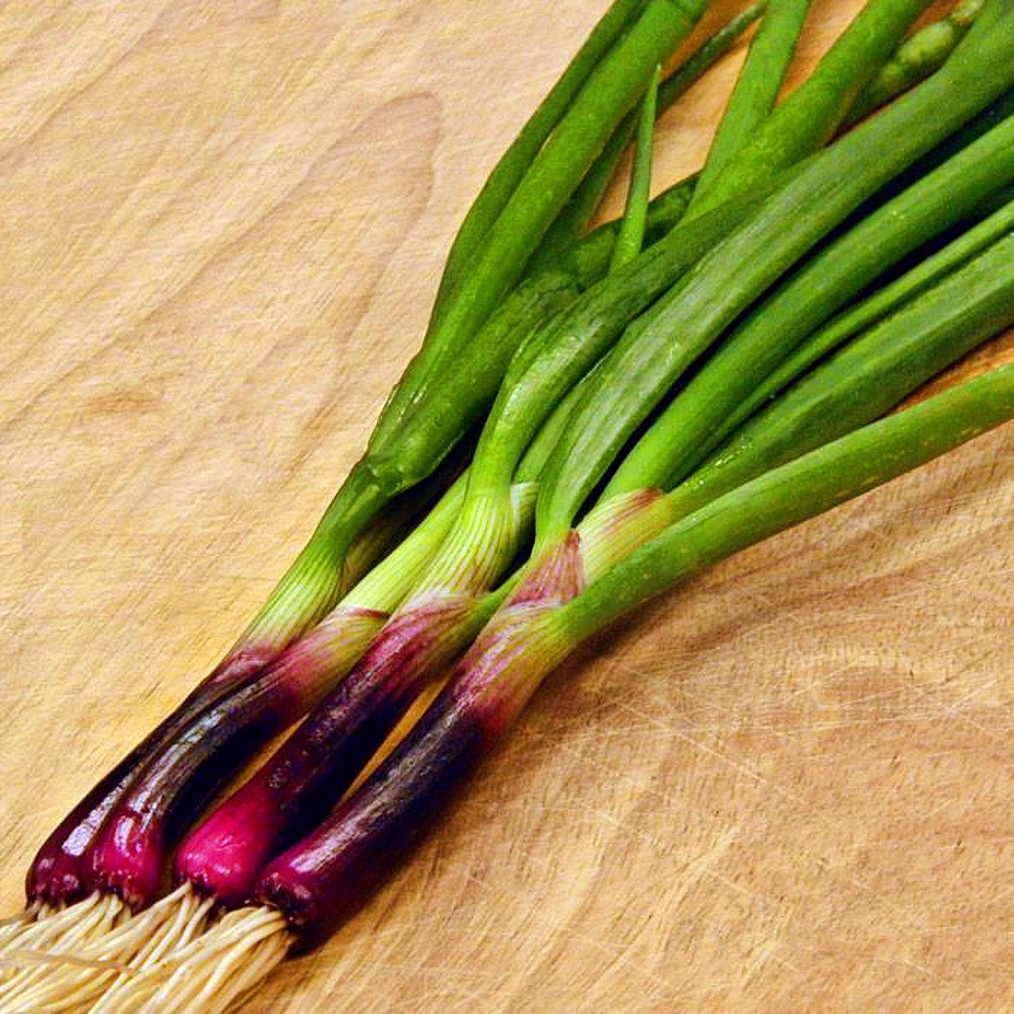 Crimson Forest Bunching Onion Seeds/Heirloom Garden Red Buncher Non-Gmo