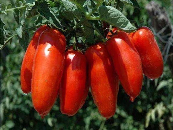 Vegetable - Tomato Piramide 75 Premium Quality Seeds