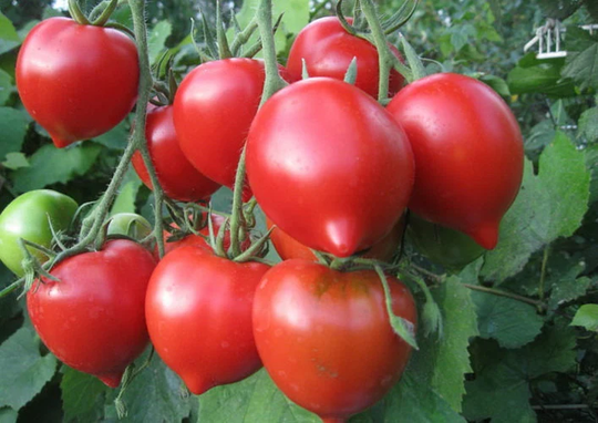 Seeds Tomato Tarasenko Anniversary Mid-Ripe Juicy Tasty Vegetable Seeds From Ukraine