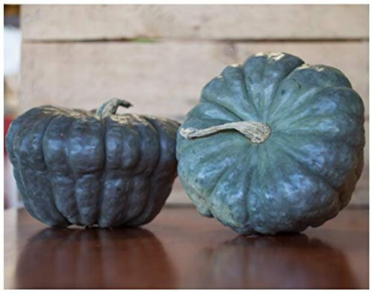 Vegetable - Squash Queensland Blue 5 Premium Quality Seeds