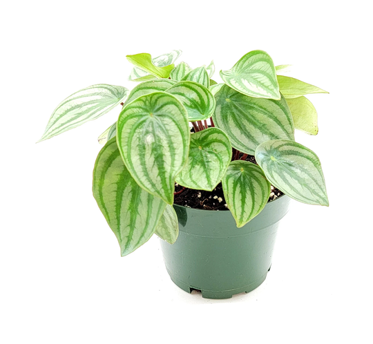 Watermelon Peperomia, Peperomia Argyreia, Watermelon, Plants - Houseplants, Foliage Plants, Ground Covers, 6