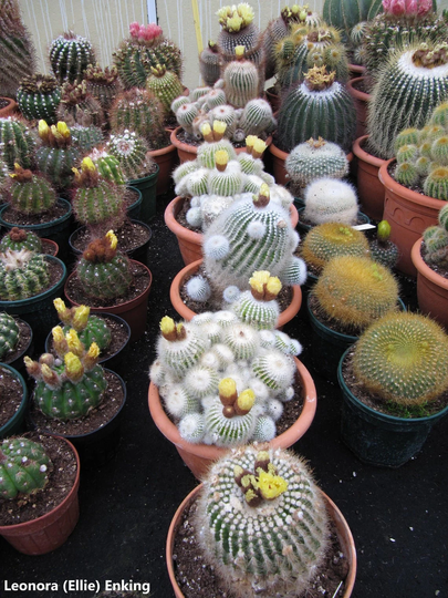Notocactus Mix - Easy To Grow Special Cactus Mix 20 Seeds