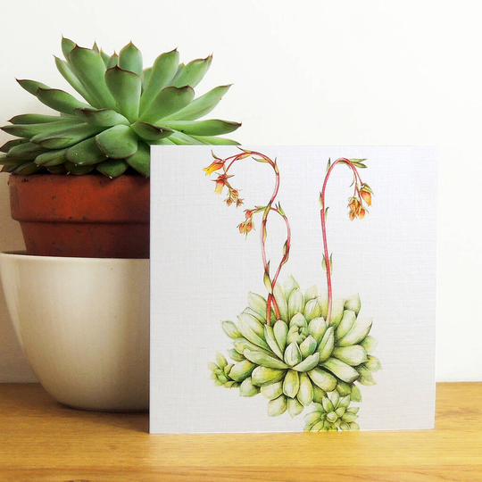 Echeveria Greetings Card