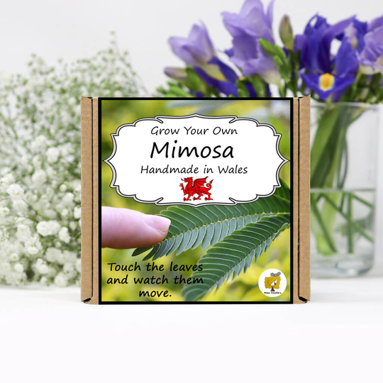 Grow Your Own Mimosa Plant Kit