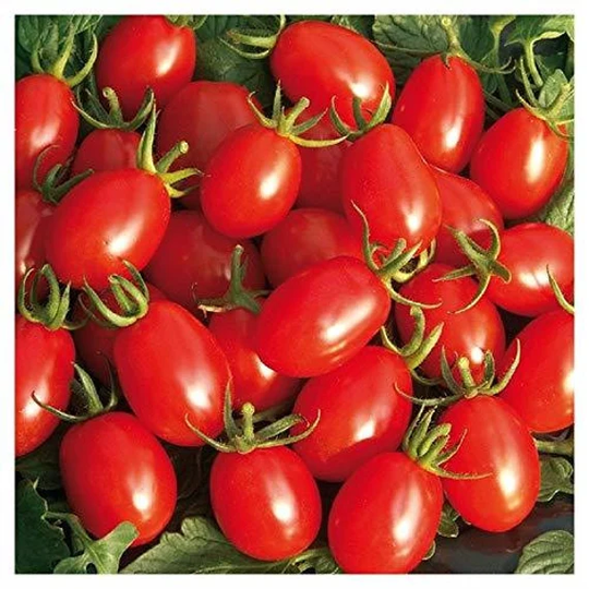 Vegetable - Tomato Sweet Olive F1 6 Premium Quality Seeds