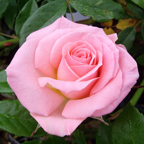 Rose Gifts Rose Emmerdale