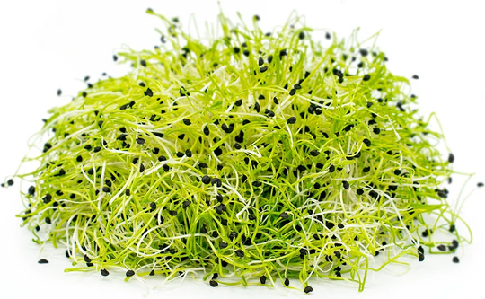 Onion Microgreens Sprouting Seeds - Very Easy To Grow 5250 Organic Approx
