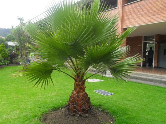 Palm Tree Seeds, Palm Fan Washingtonia Robusta, Organic Seeds - #325