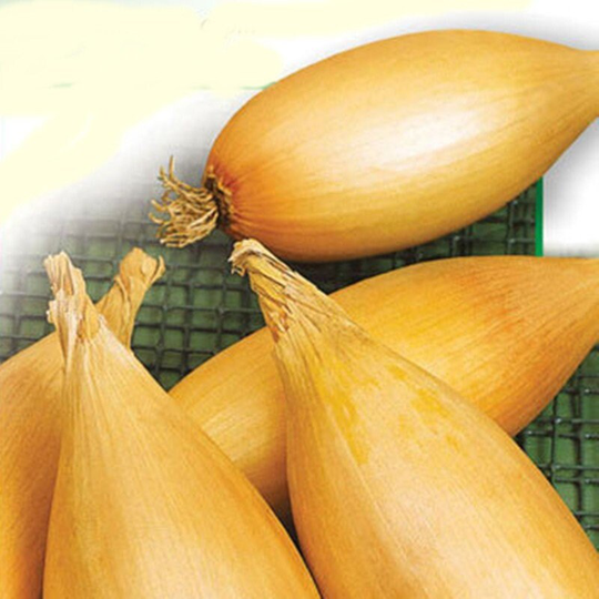 Onion Lovely Seeds Heirloom Non Gmo For Planting | 201324