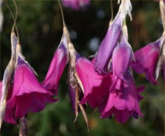 Dierama Mossii X 10 Seeds Angels Fishing-Rods, Fairy Flower Seeds