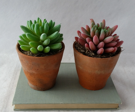 Artificial Succulent Plant in Pot Succulents Green Red Faux Plants Vintage Old Terracotta Pots Indoor Planter Clay Realistic Gifts Her