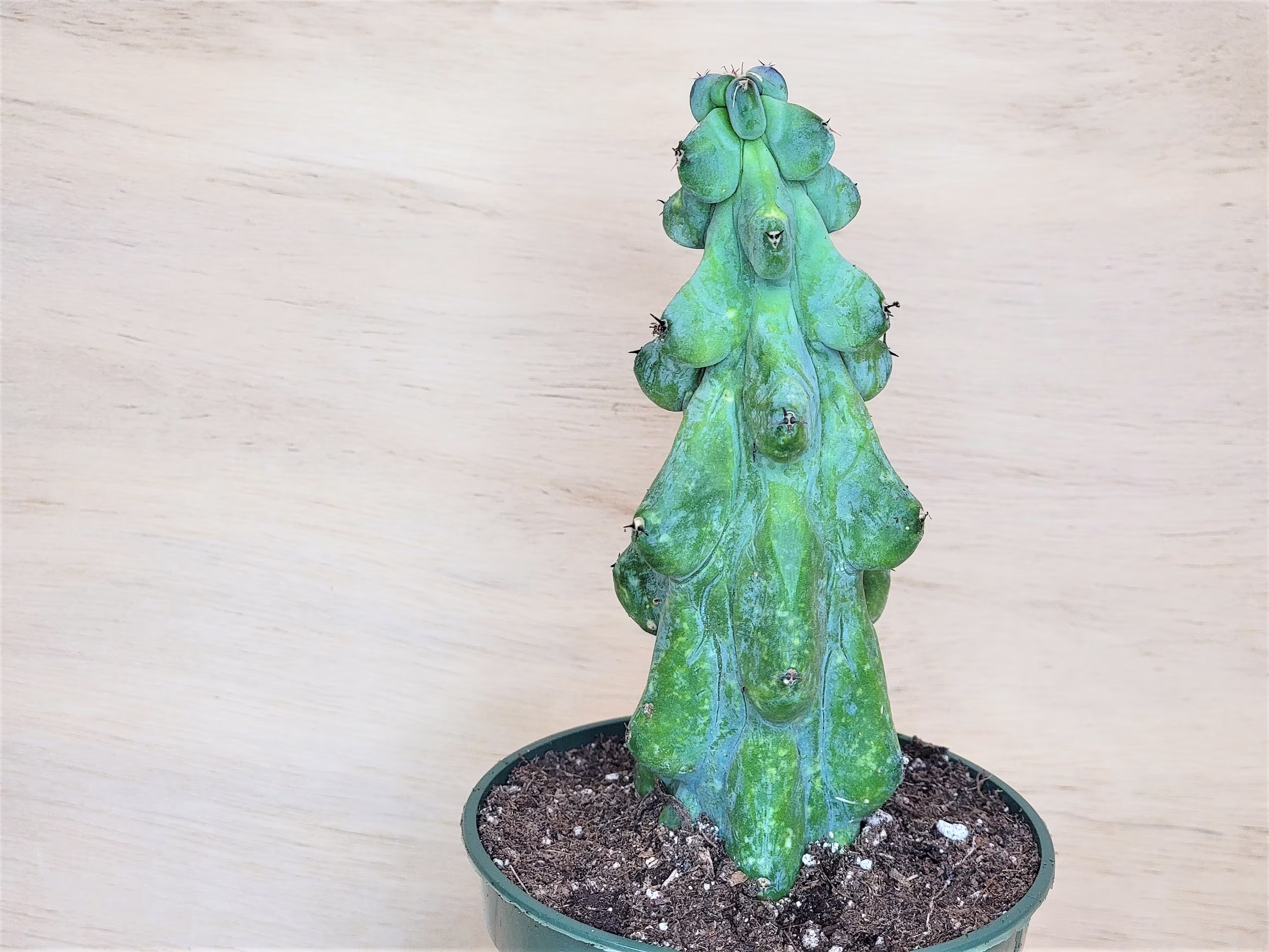 Myrtillocactus Geometrizans | Boobie Cactus Lophocereus Schottii Var.monstros Cactus Plants in 4