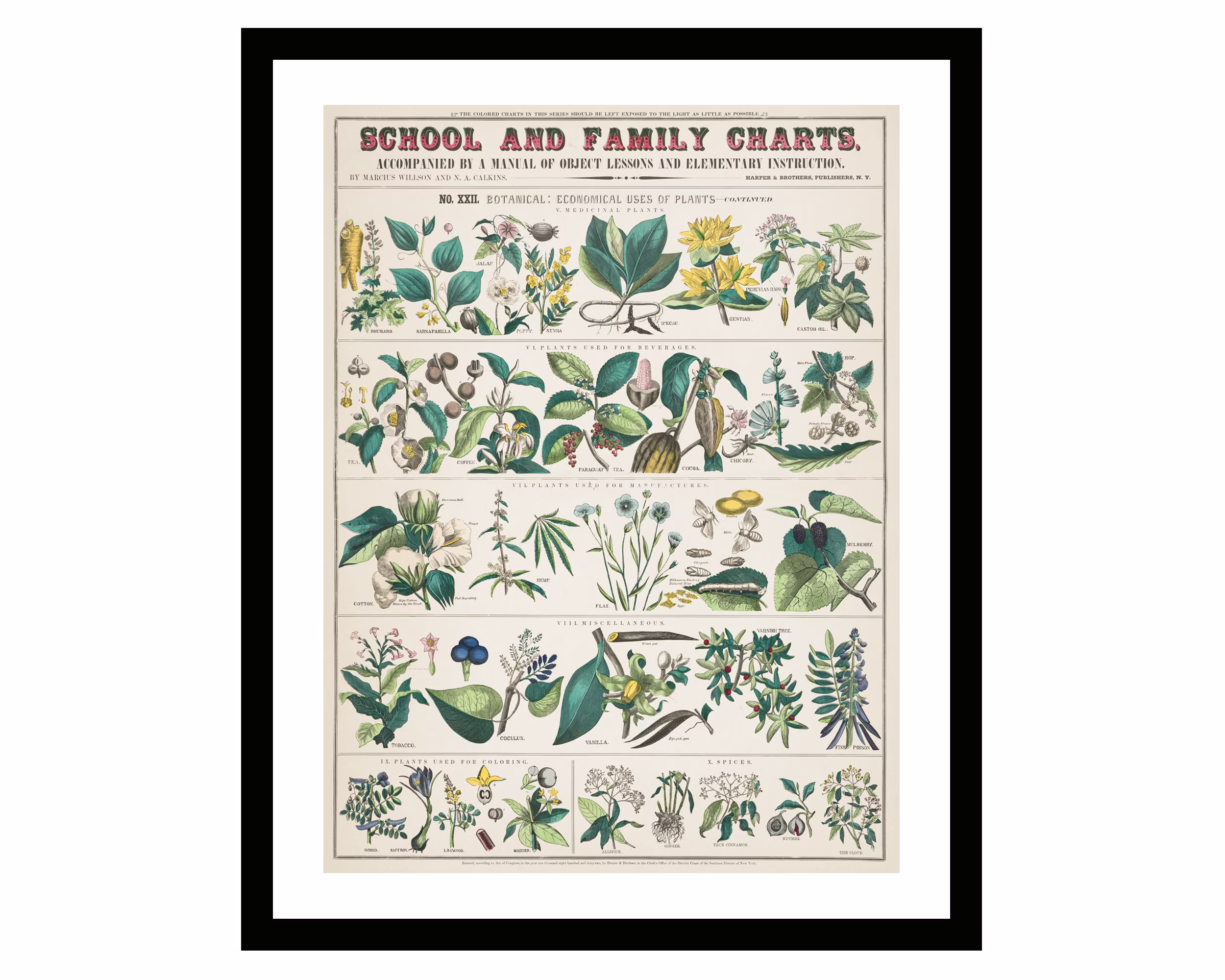 Vintage Poster Framed Retro Plants Botanical School & Family Charts Illustration Print Kitchen Decor By Marcius Willson Norman Calkins