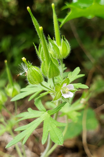Carolina Geranium Seeds