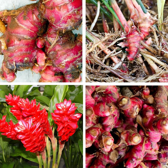 Fresh & Organic Red Ginger Zingiber Officinale Live Root Plant Reduce Cholesterol