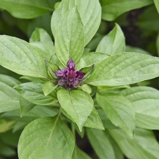 Usa Seller Thai Siam Queen Basil 100 Seeds Ocimum Basilicum