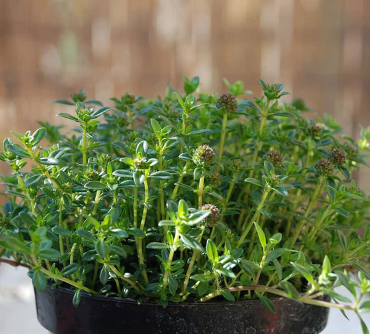 Herb Savoury Summer Seeds Satureja Hortensis Variety Approx. 1500 Organic Seeds