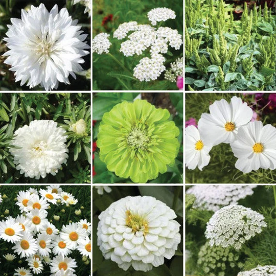 Zinnia Green & White Seed Mix With Envy Per Seed 50