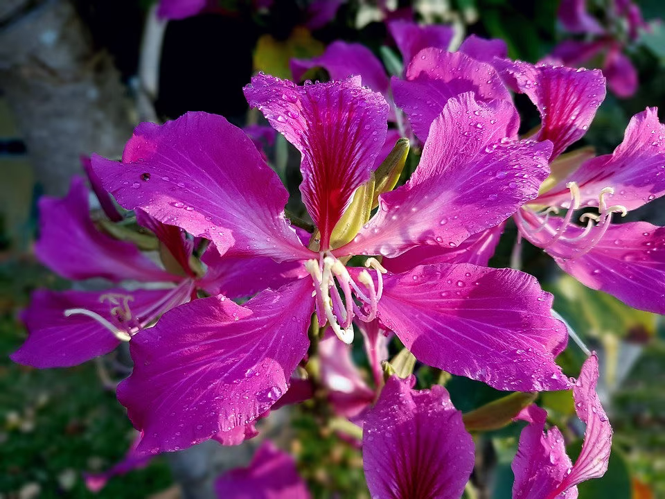 Bauhinia Purpurea X10 Seeds Beautiful Fragrant, Pink Orchid-Like Flowers