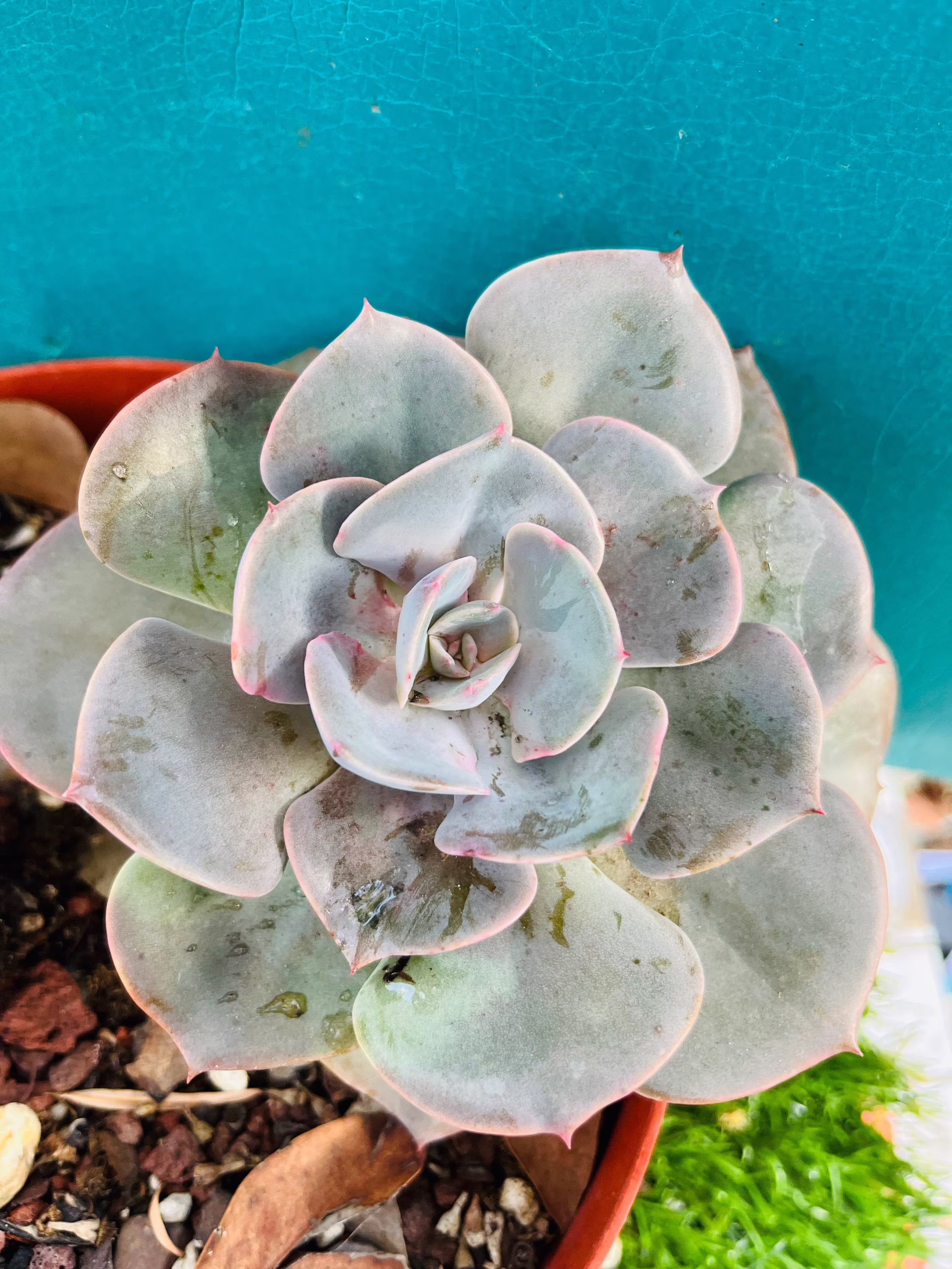Live Rooted Echeveria Runyonii Cv