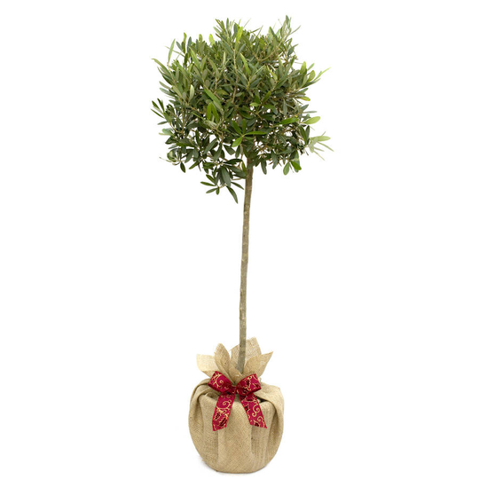 Plant Gifts Olive Tree