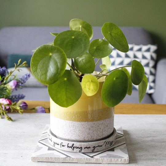 Hand Glazed Plant Pot & Saucer For Mum - Mam Birthday Gift Mummy Lover Planter Mom