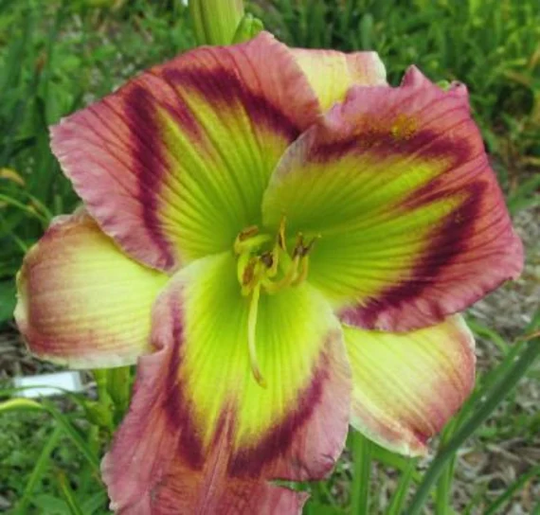 Daylily Seeds | Malachite Sunbird Flower Perennial Ready To Grow Rare Flowers