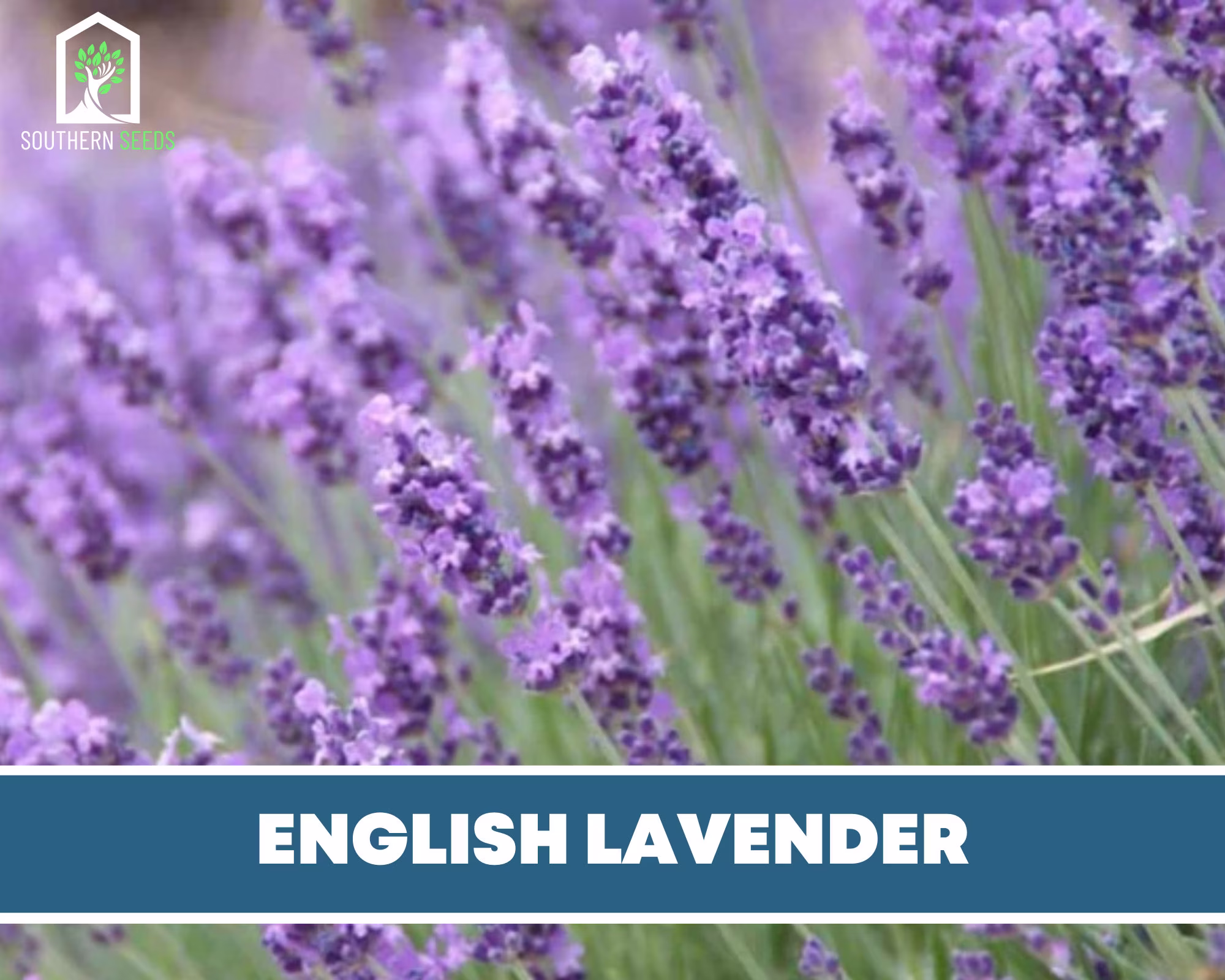 Lavender, English | True Lavender - 100 Seeds Fragrant Herb Mosquito Repellent | Lavandula Angustifolia