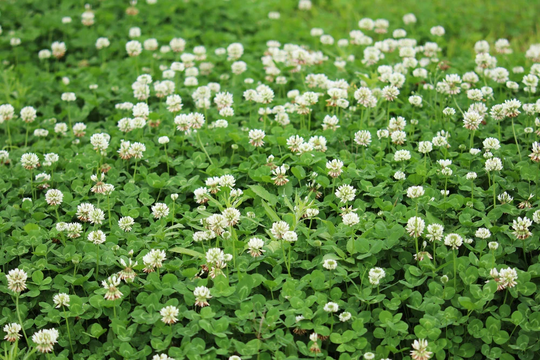 Dutch White Clover Seed - 5 lbs Of Great From Food Plot, Cover Crop, Pasture Mix Perennial