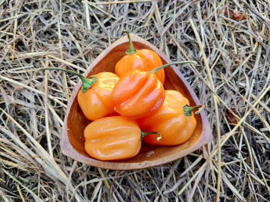 Habañero Seeds - Capsicum Chinense Very Hot & Flavourful