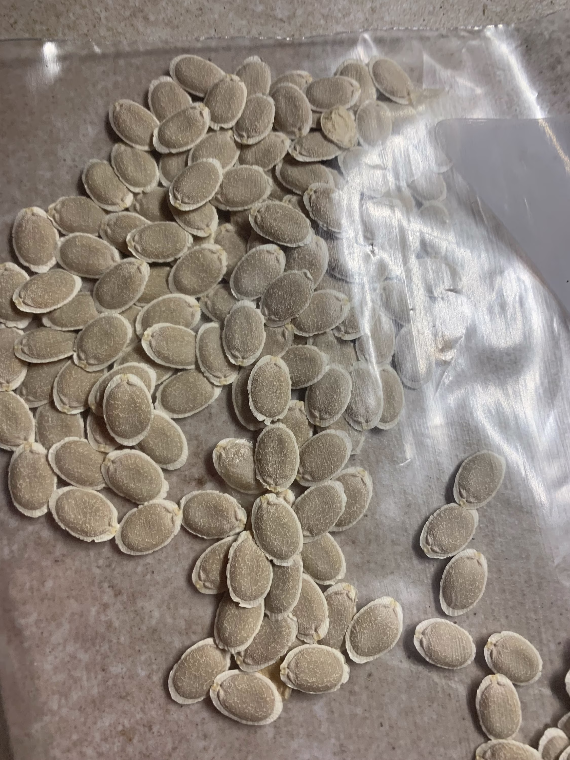 Luffa Seeds, Fresh Harvest Luffa Organic Gourd