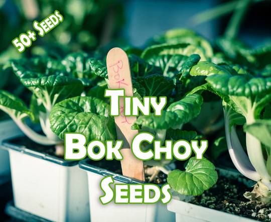 Tiny Bok Choy Seeds | 50 Per Packet - Heirloom Grown Free From Chemical Pesticides & Fertilizers