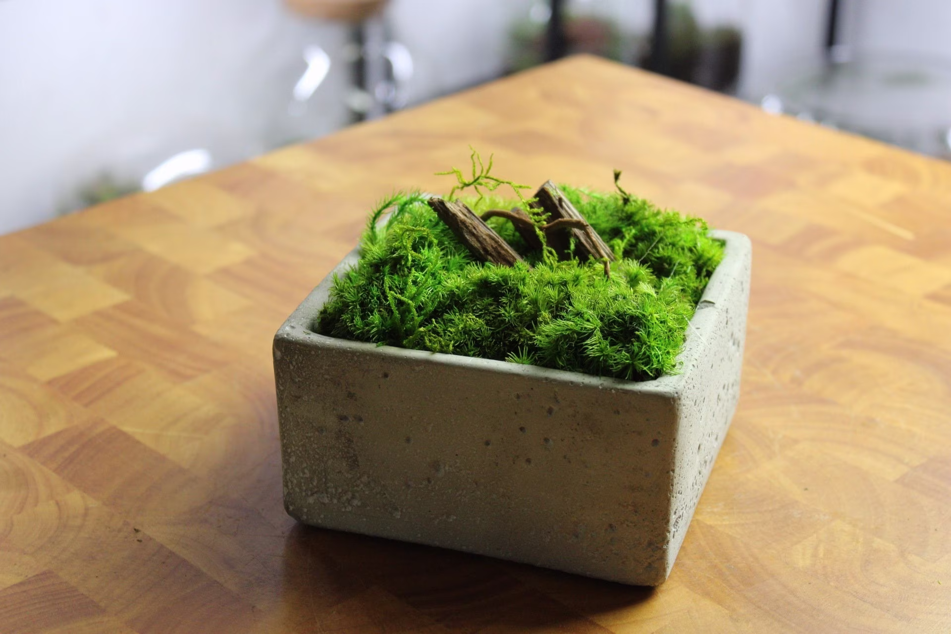Mini Moss Bowl | Boho Natural Decor Concrete