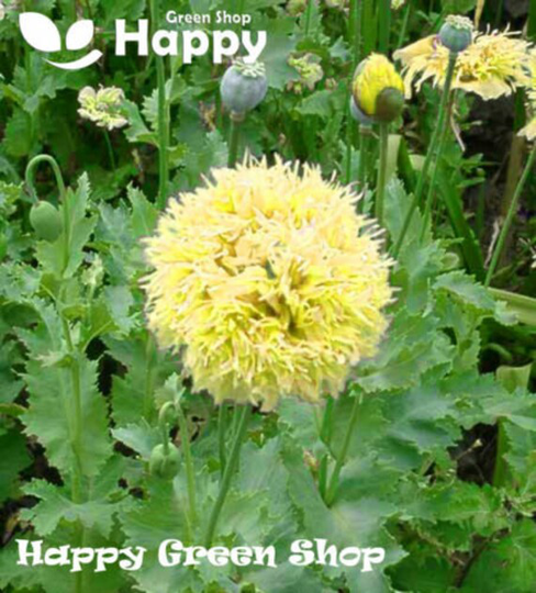 Poppy Yellow Peony - 2200 Seeds Papaver Paeoniflorum Seeds