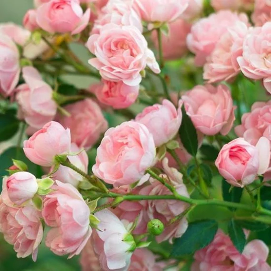 Pink Rose Seeds