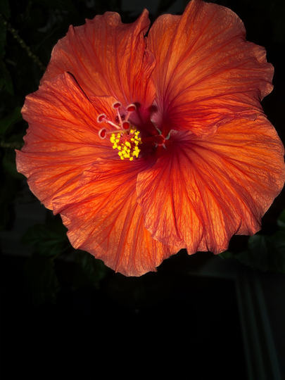 Hibiscus Flower in The Dark Floral Photography Artwork Print