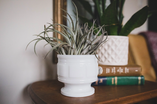 Vintage Milk Glass Pedestal Planter With Live Air Plant, Midcentury Modern, Friend Gift, Plant Gift For Her, Mothers Day Hostess