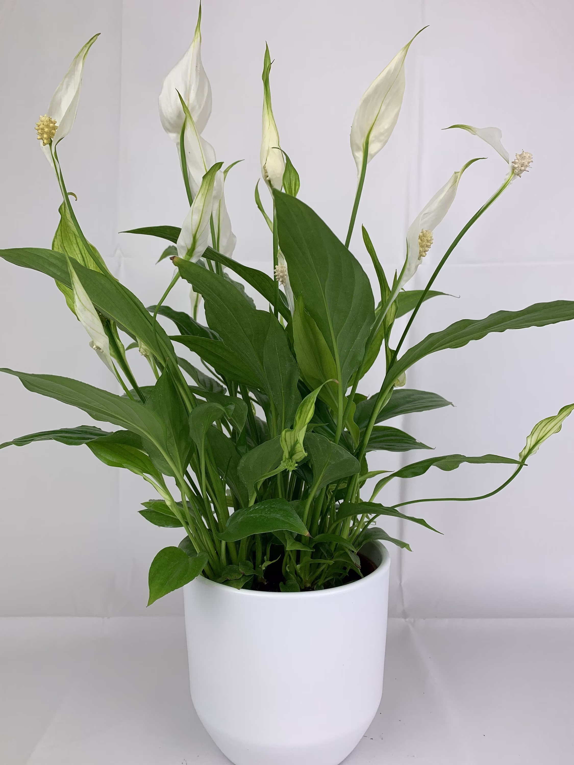 Spathiphyllum Peace Lily in White Ceramic Pot Gift