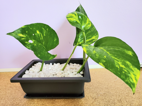 Plant Pots & Tray Set, All Purpose Pots, Seedlings Bonsai