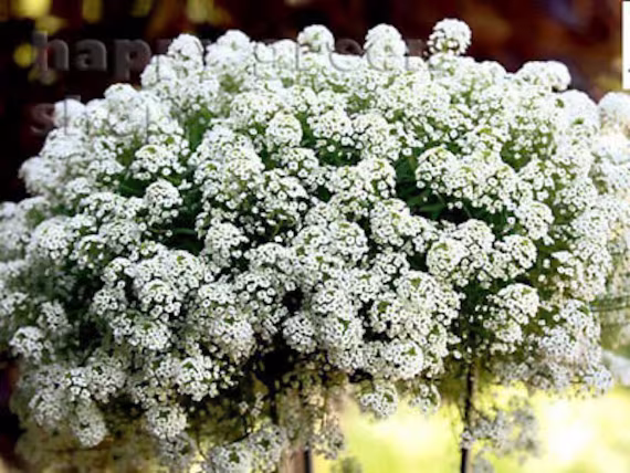 Sweet Alyssum White - Snowcloth 2000 Seeds Honey Fragrant Lobularia Maritima Flower