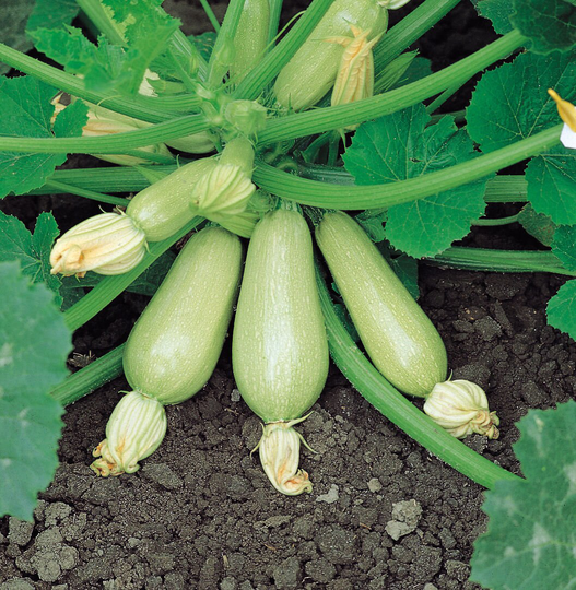 Courgette Clarion F1 X10 Seeds Vegetable Seed