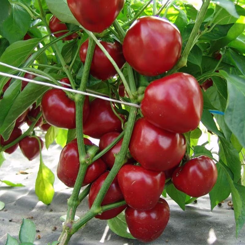 Sweet Pepper Dumas Seeds Open-Pollinating Non Gmo For Planting | 204544