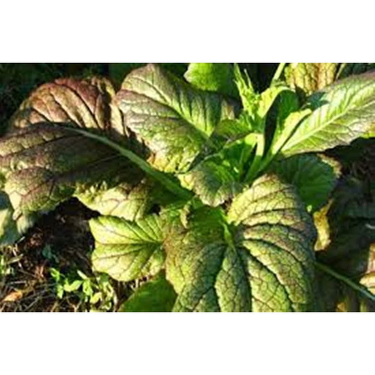 Leaf Mustard Seeds Open-Pollinating Non Gmo For Planting | 201621