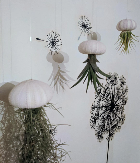 Floating Jellyfish in Seashells | Available Single Or As A Set Of 2 Air Plants Supplied Dependant On Stock Message Me With Any Preference