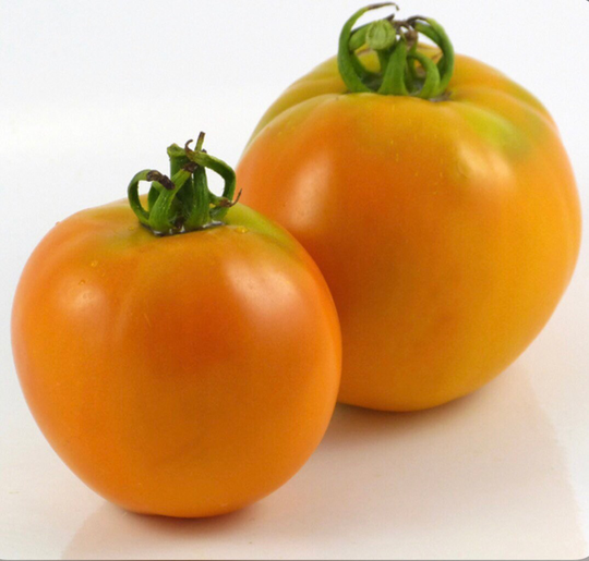 Amish Gold Slicer Tomato - Organic Heirloom 20 Seeds